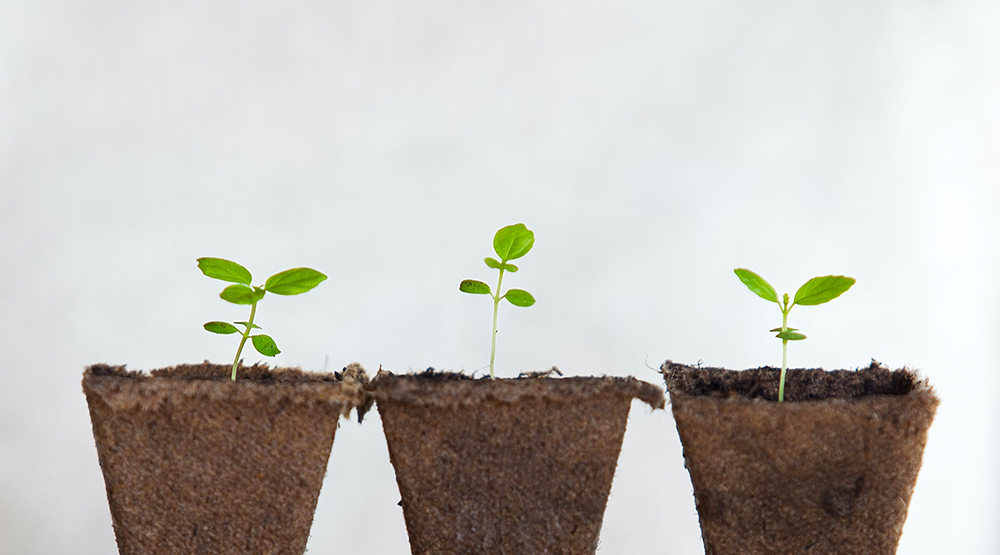 Close up of three plants sprouting